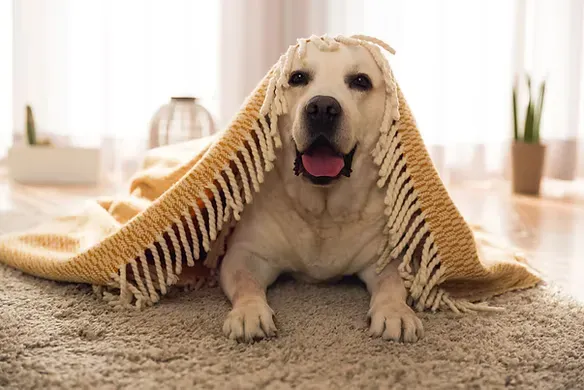 dog-blanket.webp